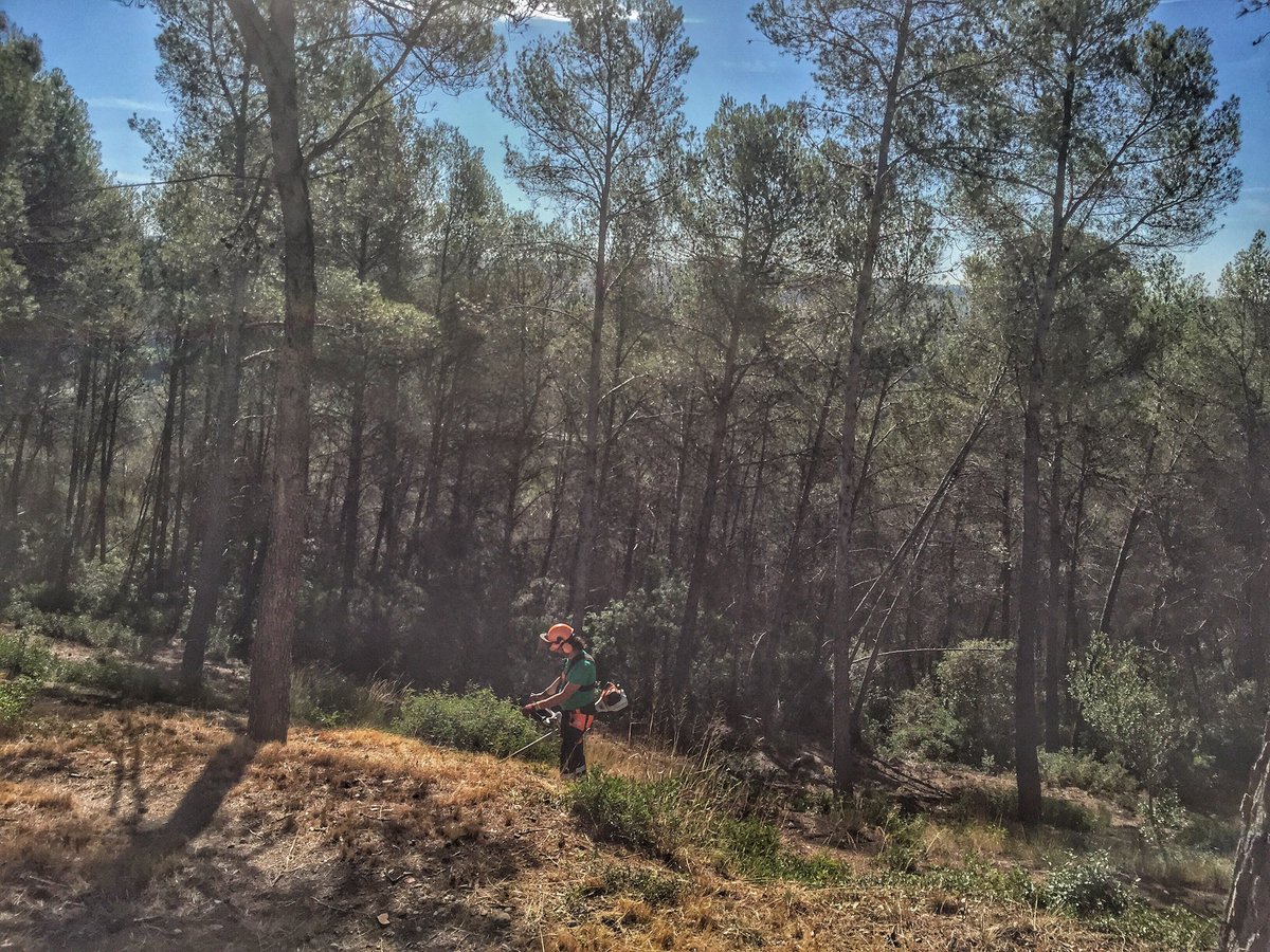 entrearbres's tweet photo. Coordinació SSL per @Fores_Cat Manteniment #FrangesPerimetrals @ajviladecavalls A la foto @Pollo_Madrid a tot gas! https://t.co/E2mEDtNpRV