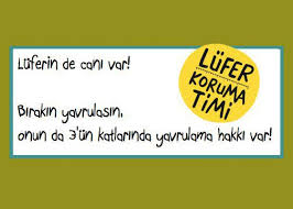 mevlatal's tweet photo. #LüferKorumaTimi lüfer bu coğrafyanın simgesidir, birlikte yaşamayı öğrenmeliyiz. Av boyu 27 cm. olsun https://t.co/ZxImZslzew