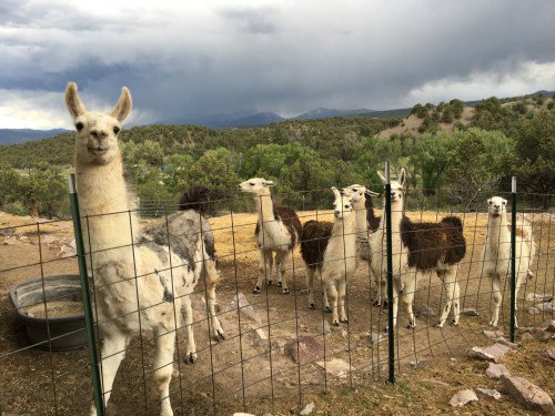 Findingmybeta's tweet photo. Destination: Buena Vista, Colorado #BuenaVista #Salida #Colorado #roadtrip #travelblog

https://t.co/SI1ASoVU6Z https://t.co/7uuaMEp649