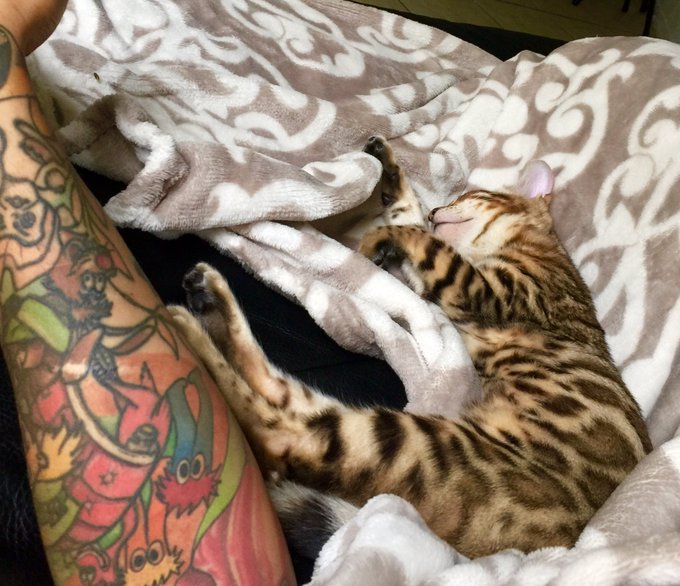 Nap time for me &amp; my nugget 🐯 https://t.co/ejexDp7GW3<a href="/tag/mmbamilan"class="tags"><span>#mmbamilan</span></a>