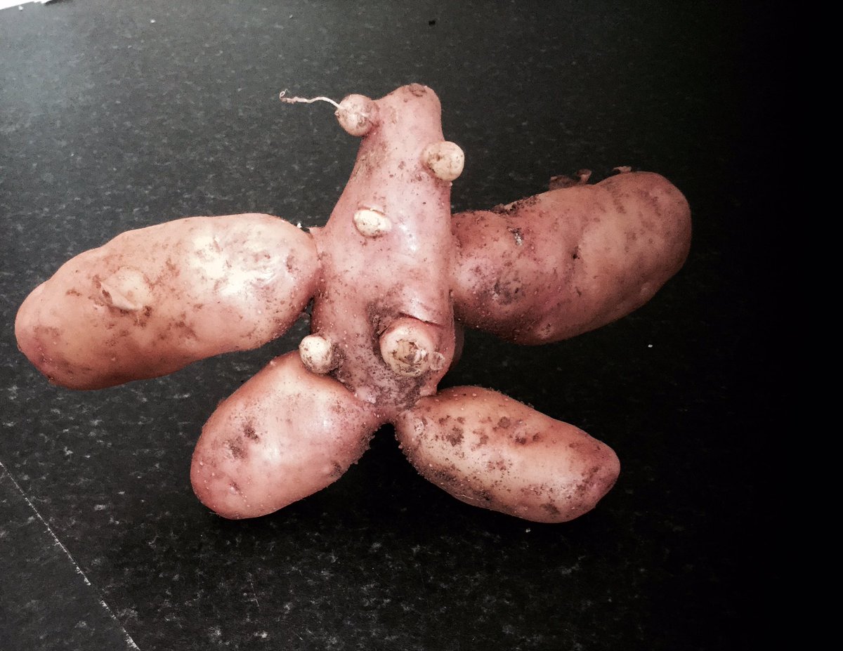 ScreaminGran's tweet photo. @UglyVeg tooo cute! Dontcha think? Is it Mr or Mrs Potato? https://t.co/lYvoDK0Oip