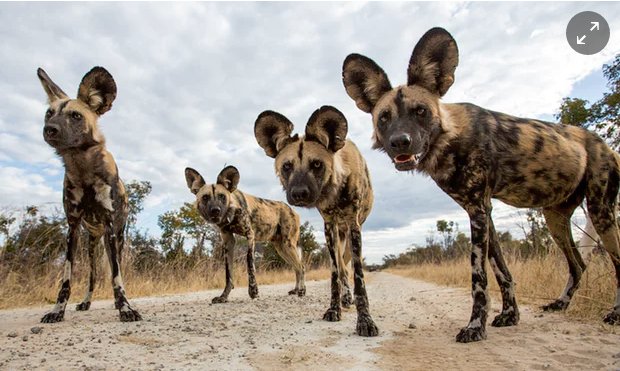 Study: Agriculture &amp; overuse greater threats to wildlife than #climatechange 
theguardian.com/environment/20… <a href="/j_aldred/">Jessica Aldred</a>