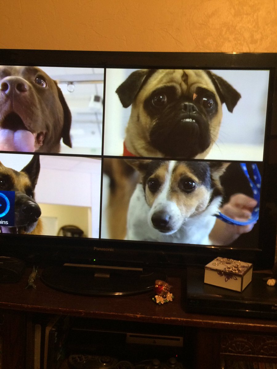 Bellethepugx1's tweet photo. Me Top right on the television 'Choose the right puppy for you' my groom first of the series at @Hadlow_Animal https://t.co/qQpTtvp98q