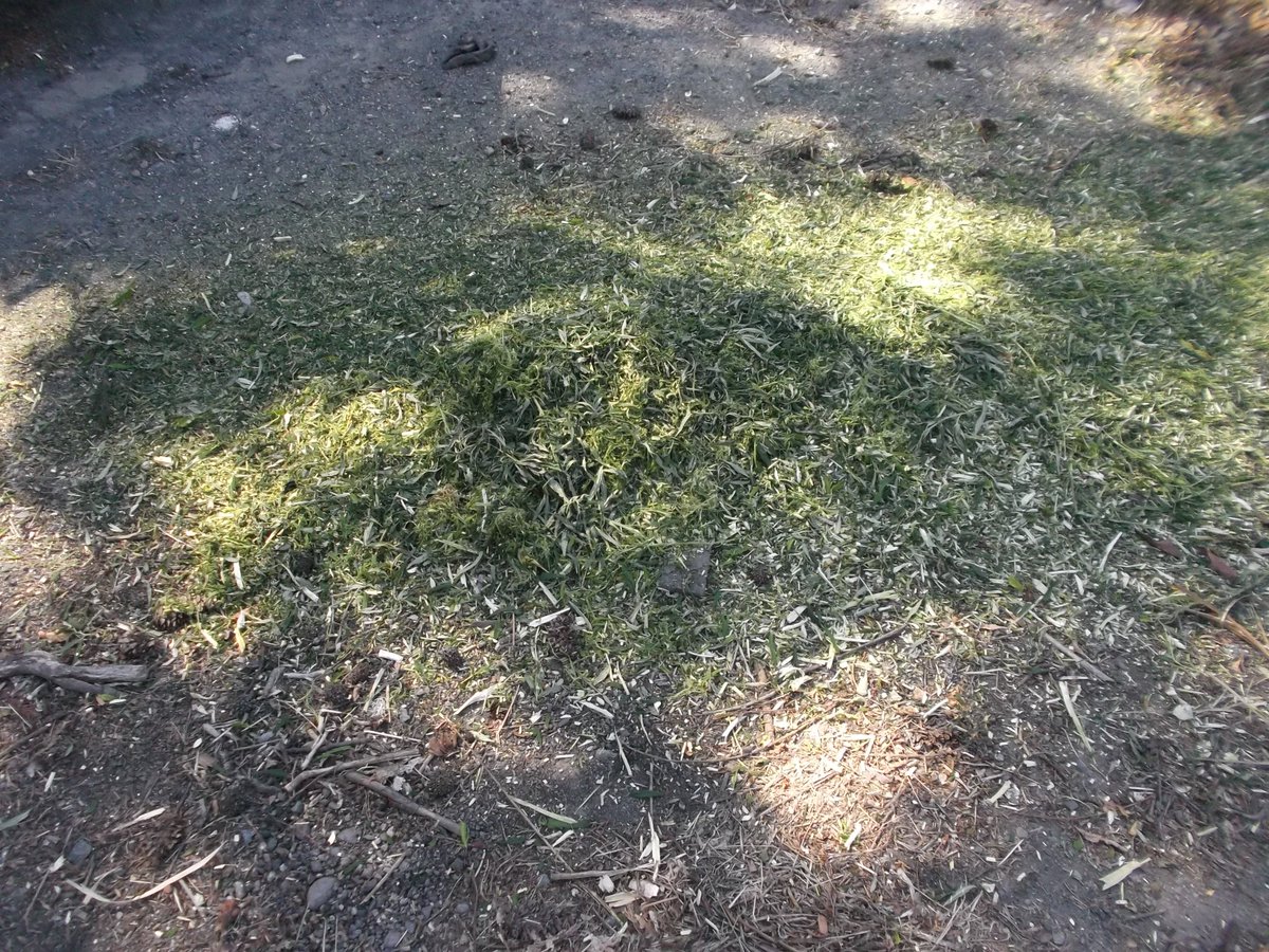 The #marijuana from yesterday's "The Fresh Connection" case, is now green mulch. facebook.com/ROGUERIVERPD/