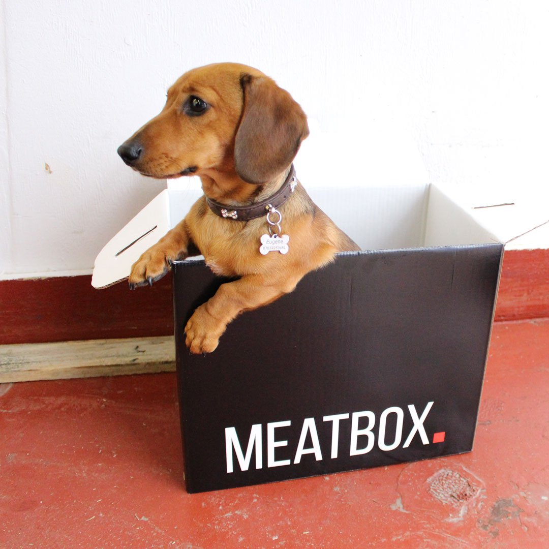 MeatboxLondon's tweet photo. Man like #Eugene! Here he is. Trying to escape in a #Meatbox. Again. #Daschund #Puppy #Sausagedog https://t.co/adnIHBWy1G
