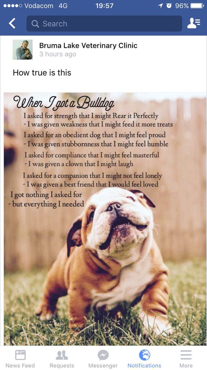 Bulldog Rescue Sa Efbrsa Twitter