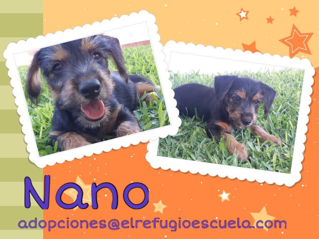 refugioescuela's tweet photo. Damos las #BuenasNoches con Nano, bebé adorable y encantador, que busca hogar para siempre. https://t.co/9xvaqeYM79 https://t.co/XhVMuEWsh1