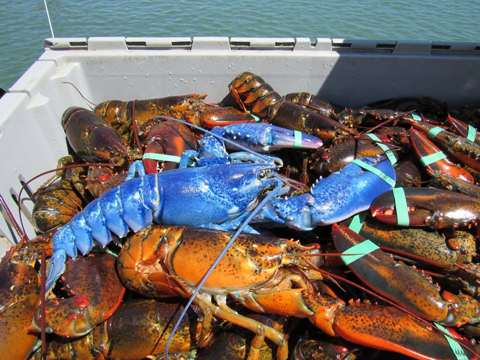 PopMech's tweet photo. Massachusetts lobsterman captures rare sapphire blue lobster https://t.co/9kBmrIhQ0U https://t.co/UrL0ljYcau