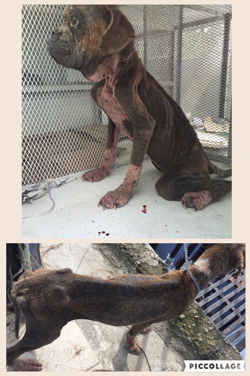 yogarju's tweet photo. #RespetoAnimal Paremos tanto dolor de una vez #NoCompresAdopta @oliver_cdmx @educacionCDMX @Finanzas_CDMX https://t.co/0Q7XSaomqD
