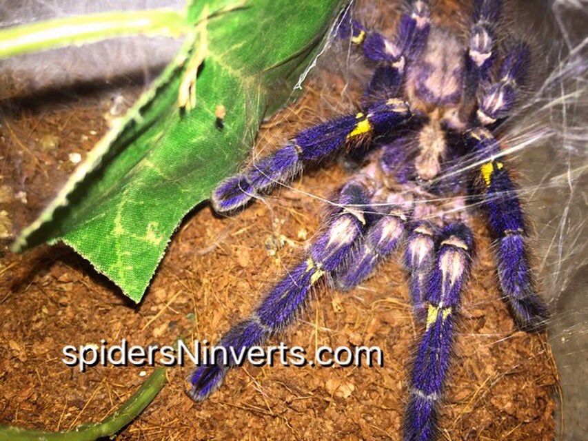 Spiders-N-Inverts tweet media