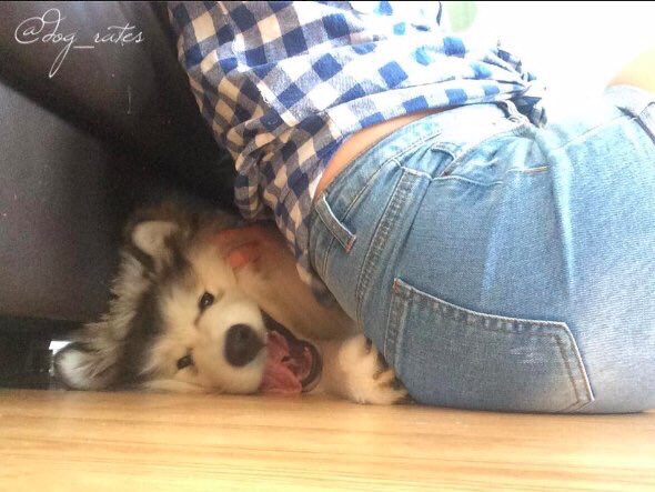 dog_rates tweet picture