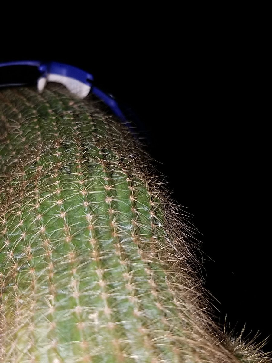 Cactguy tweet picture