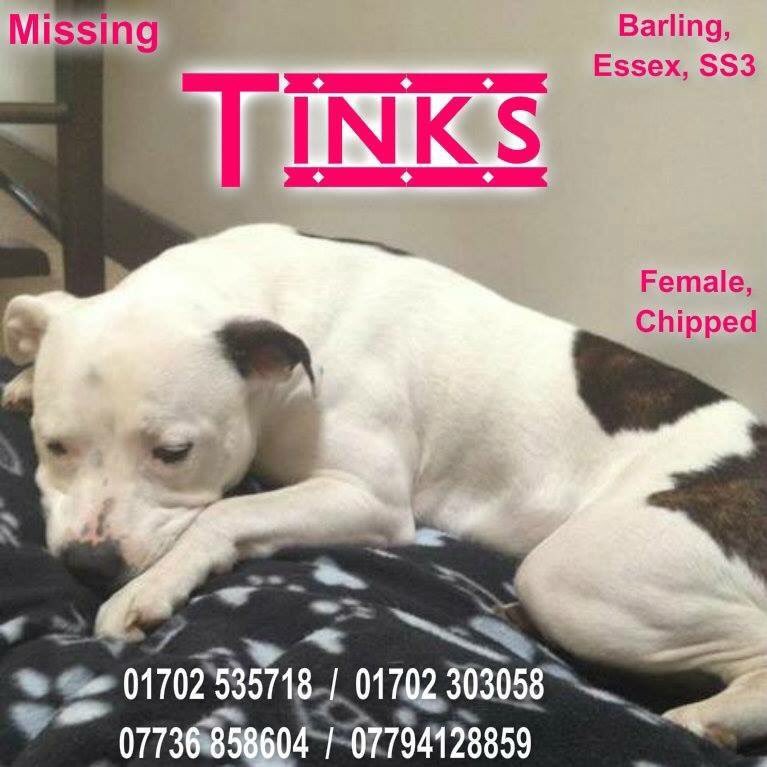 Lisa198335's tweet photo. Please RT #FindTinks #MissingDog #Barling #Essex 01/07/12 @Find_Tinkers #ScanMe #StopPetTheft #NeverGiveUp https://t.co/uEO9TewVKF