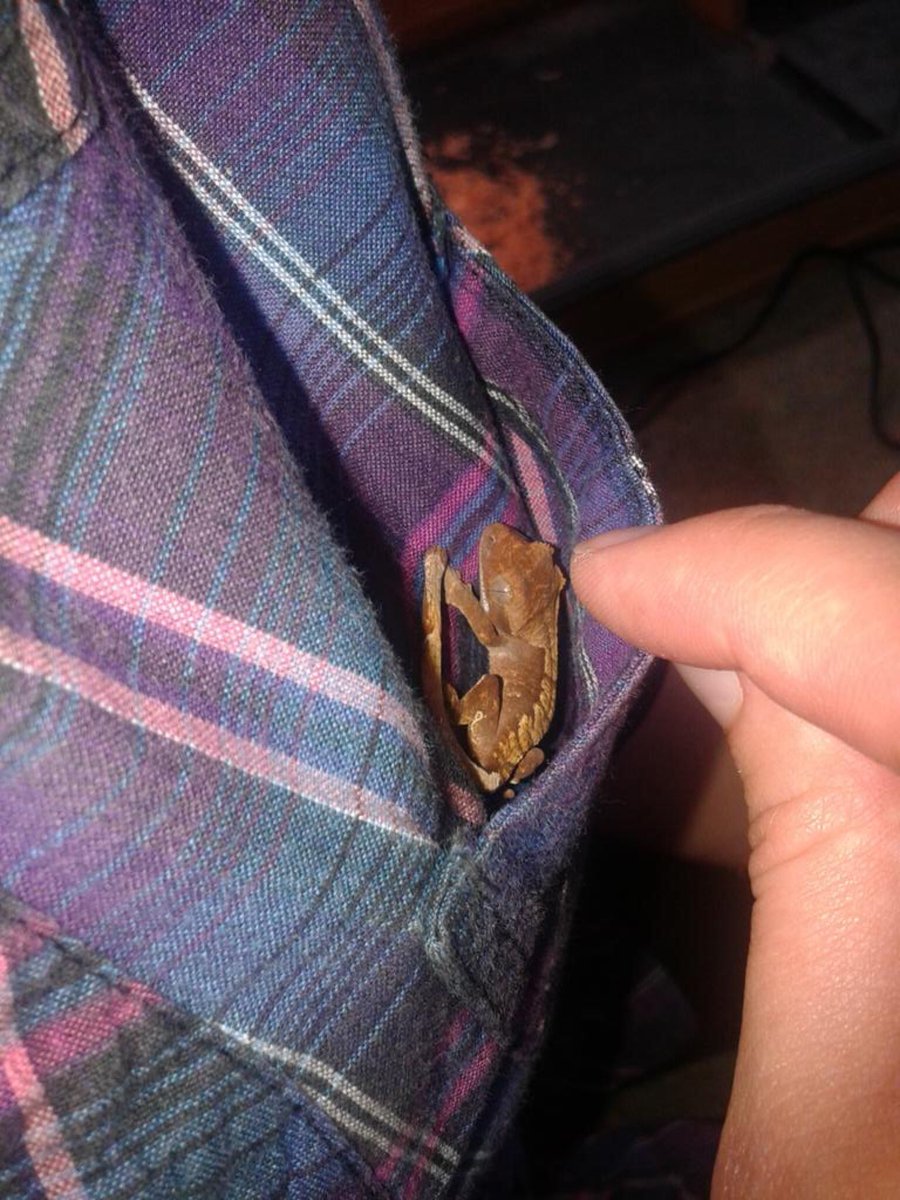 WeRateLizards's tweet photo. *looks left and right* hey man wanna buy some drugs? *pulls on pocket of shirt* 9/10 https://t.co/nO5fqLHVDh