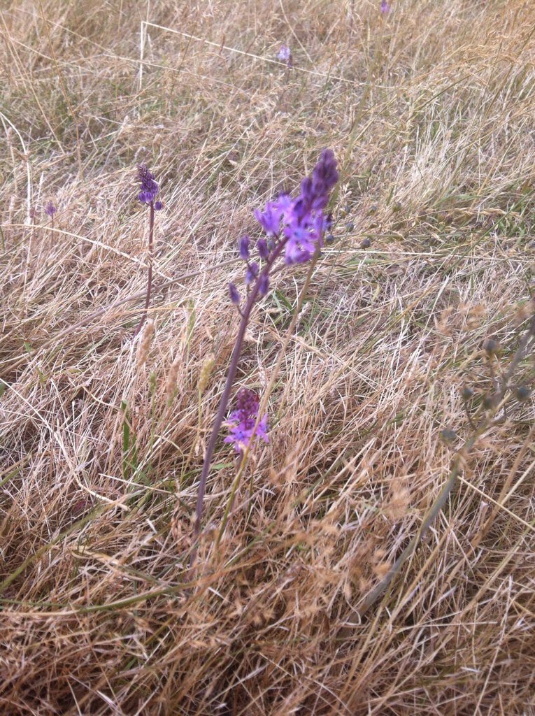 IanANichols's tweet photo. Some pretty rare wild flowers on the 12th @OrsettGc, had this identified today as Autumn Squill (Scilla autumalis) https://t.co/1lHAmUdYcN