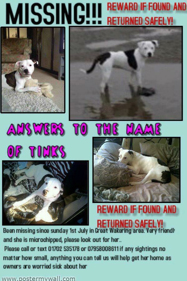 lostmissingsto2's tweet photo. Please RT #FindTinks #MissingDog #Barling #Essex 01/07/12 @Find_Tinkers #ScanMe #StopPetTheft #NeverGiveUp https://t.co/Ns9OlG3Kfa