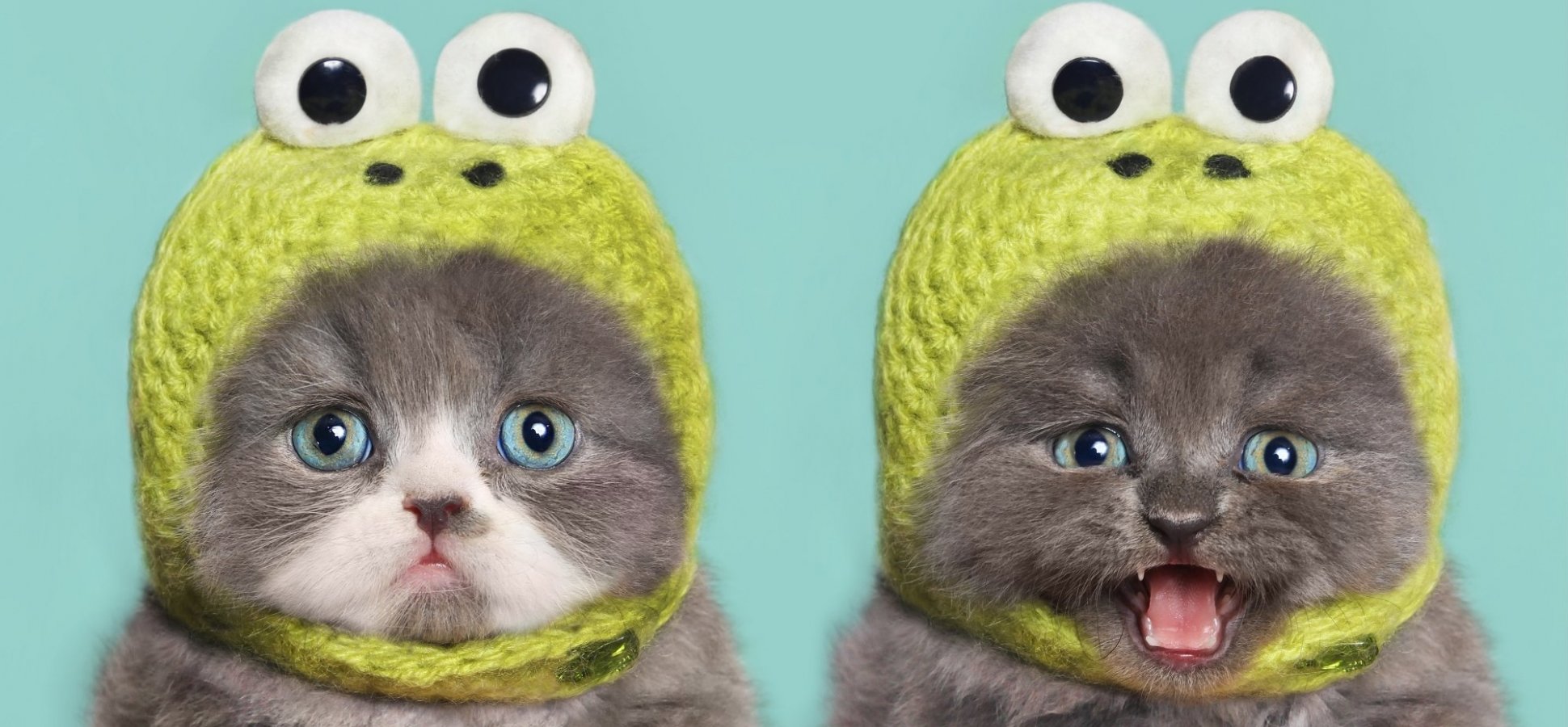 Котик в шапке