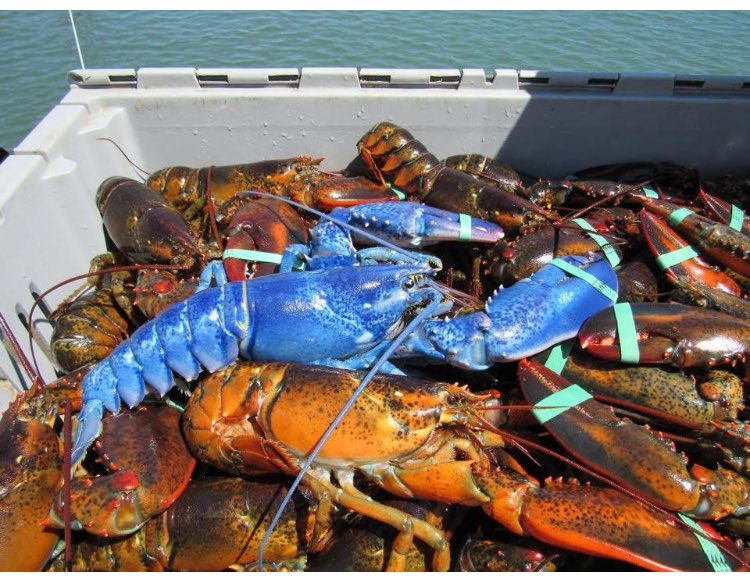 RunBostonJosh's tweet photo. @NStrissel The official crustacean of JetBlue Boston? @HelloJetBlue https://t.co/Qycae1ry9z