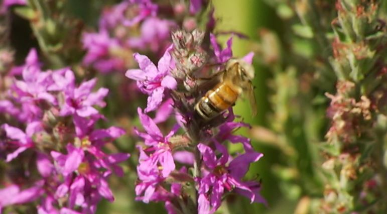 CHEXNewswatch's tweet photo. Even the bees are feeling it! https://t.co/ZPAwaTHbnU https://t.co/FB9NzPq7Wg