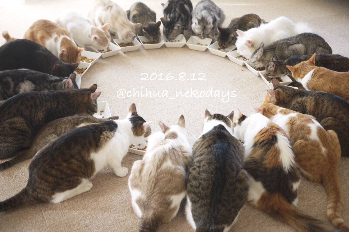 apricot🐾 (@chihua_nekodays) / Posts / X
