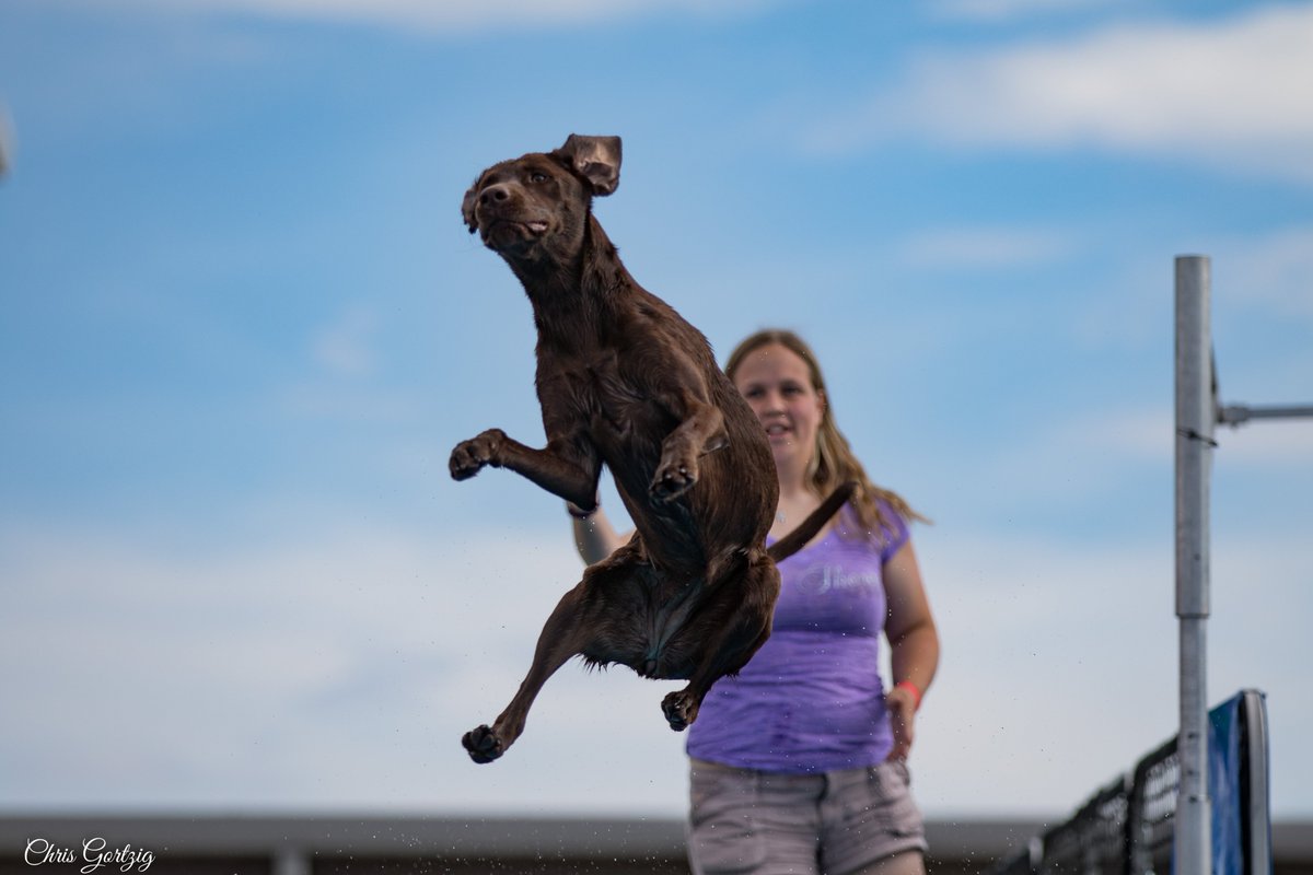 Chris_in_CO's tweet photo. My first attempt at #splashdogs. Only shot a couple dog but it sure was fun to do!
#larimercountyfair https://t.co/6mmPT5mLMV