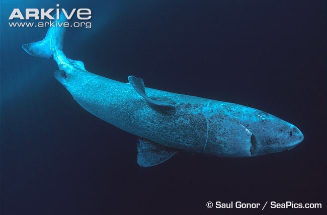 Many fishes in the sea, but this is the oldest; may reach 400 years old! bit.ly/2aPYjAS via <a href="/sciam/">Scientific American</a>