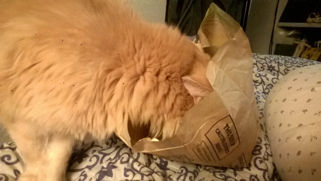 GeminiLass's tweet image. Hope likes popcorn. #ILoveMyCat #GetUpInThere #CatSnacks