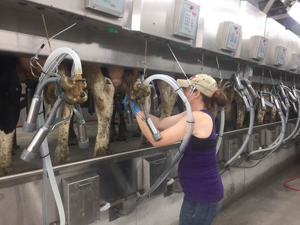 KurtisMoesker's tweet photo. Getting a descent rain and got first milking in tonight at home https://t.co/vEbmx4id8j