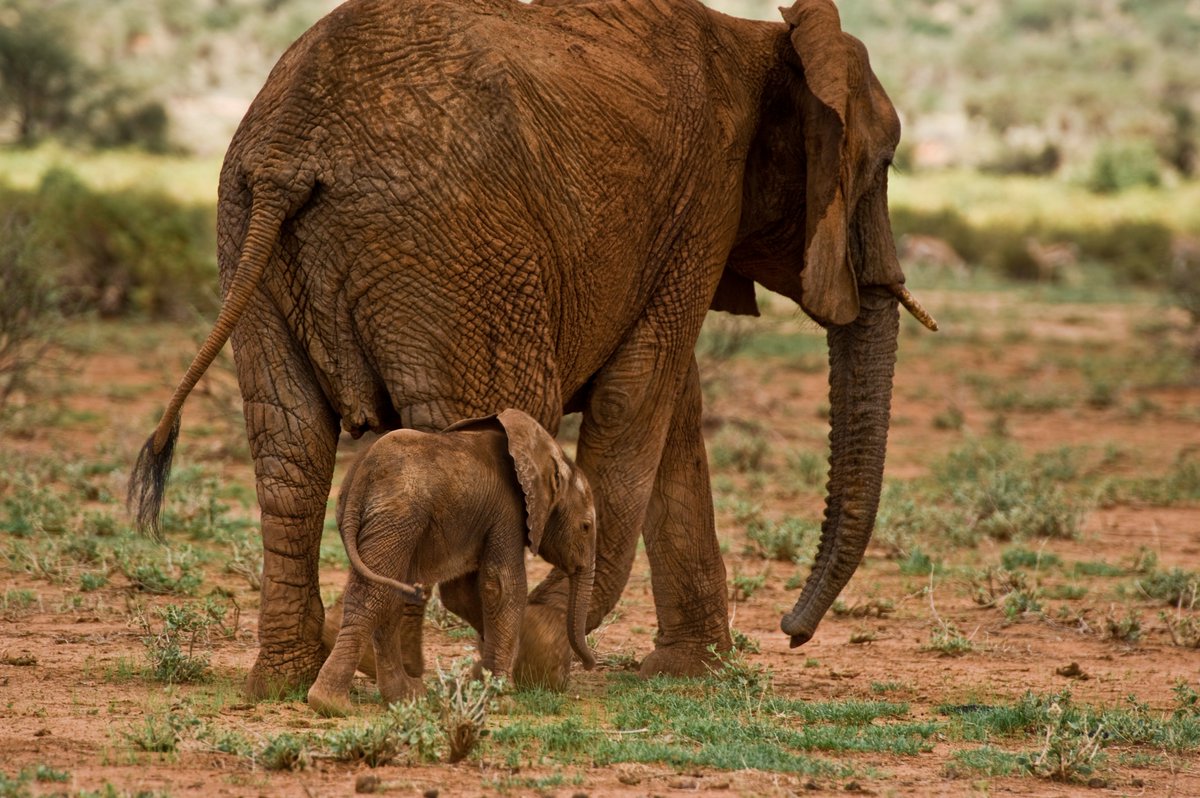 For the young and the old, for Elephants across the globe. #WorldElephantDay 
Photo: Frank af Petersens