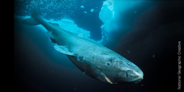 Nature's tweet photo. Large, near-blind shark officially the world’s longest-living vertebrate at 272 yrs old https://t.co/4EodmU8pD1 https://t.co/uTQhib65xu