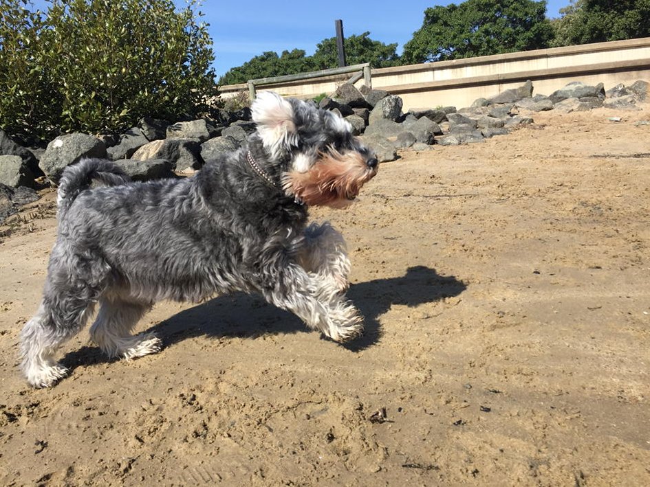 Happy Pets (@Happy_Pets_) | Twitter