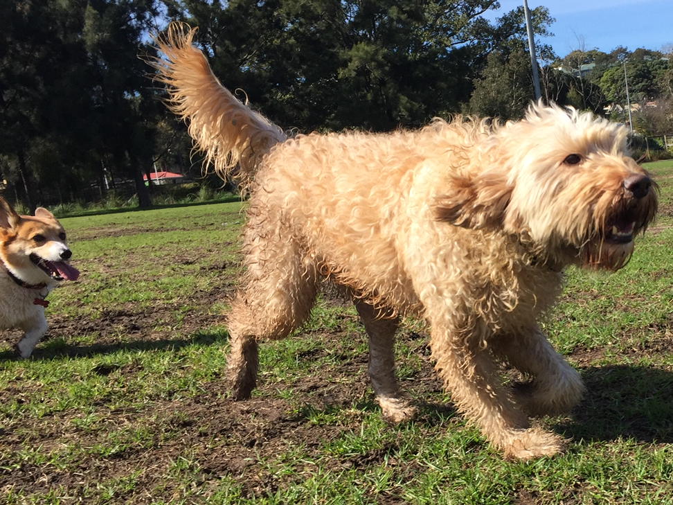 Happy_Pets_'s tweet photo. Quick #Murphy! #Fudge is on your tail... Literally! E :) https://t.co/fZiWkw9XLV