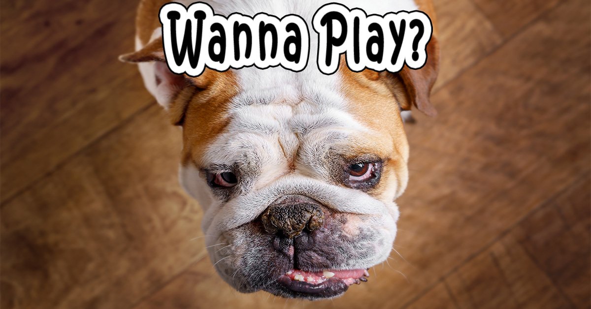 BulliePost's tweet image. 5 Tips to keep your #Bulldogs from getting #bored or #lonely in your absence. - bit.ly/2aQlef0