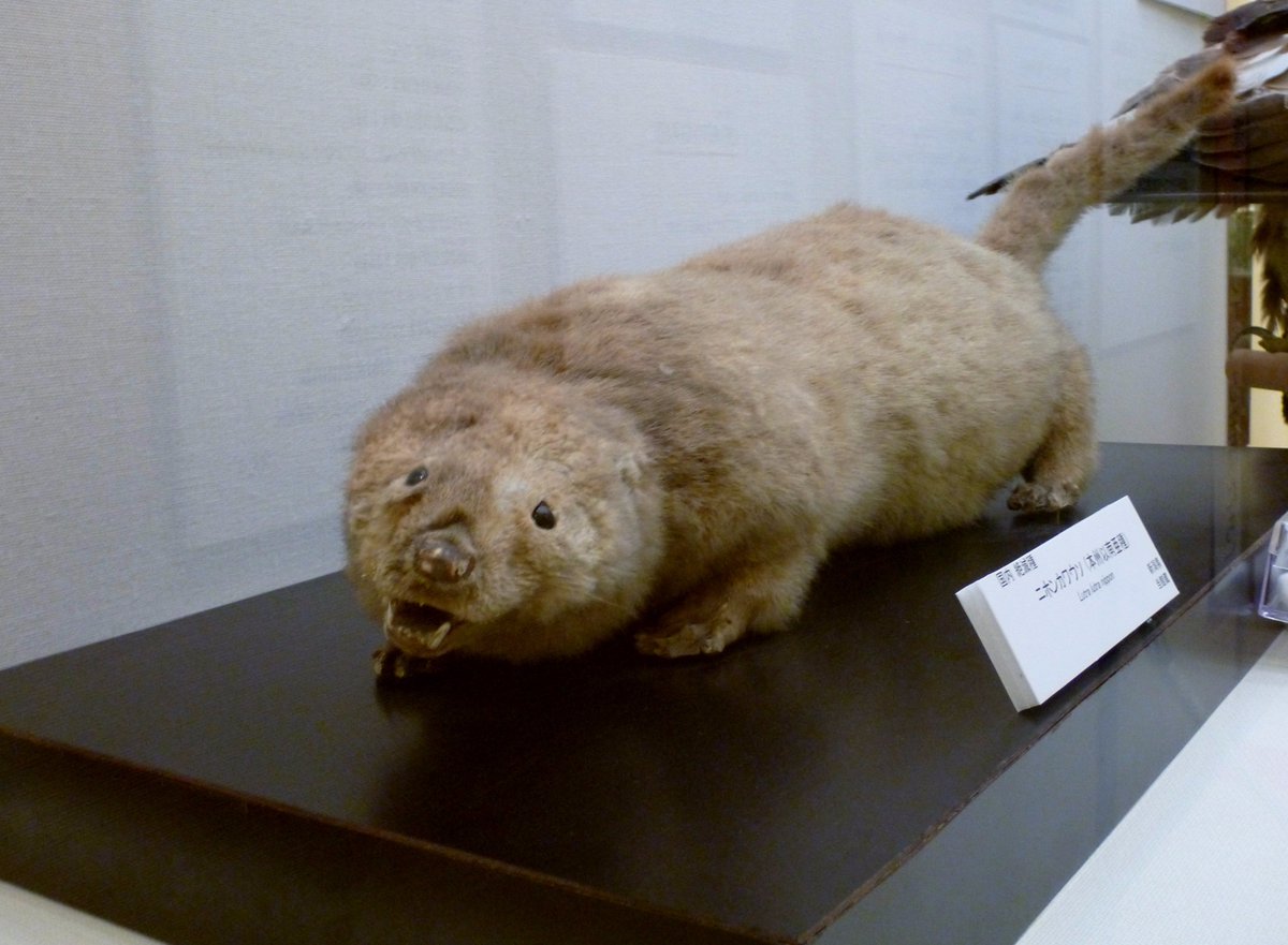 岩手県立博物館 בטוויטר 今日紹介する生物は ニホンカワウソ です ニホンカワウソは かつて日本全国に分布していたほ乳類です しかし 毛皮を目的とした乱獲等で大正時代以降数が激減し さらに生息環境の悪化も伴い 12年には国の絶滅種に指定されました