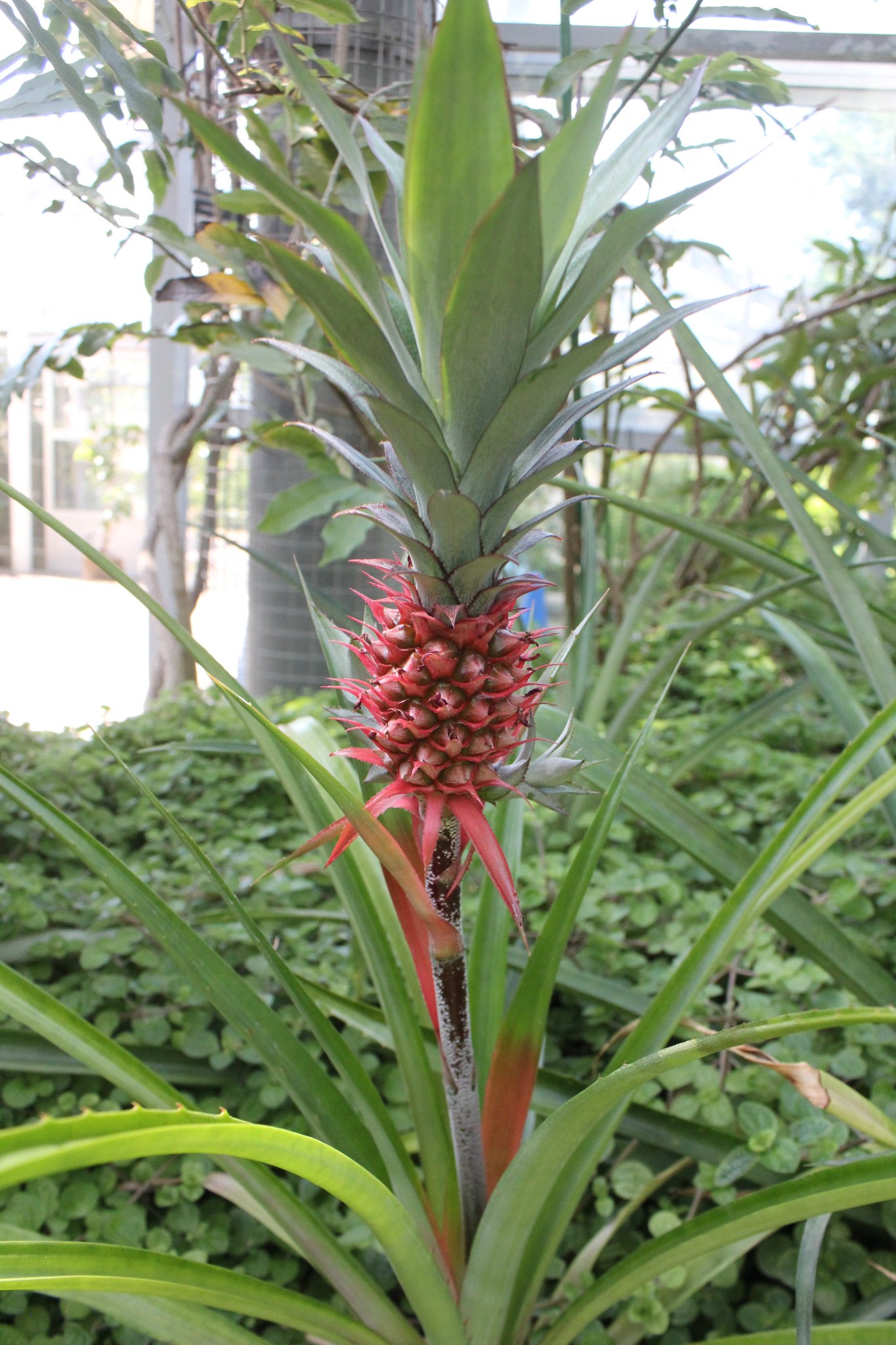 咲くやこの花館 Twitterren こちらのパイナップルは食用ではなく観賞用として栽培されています ほんのり香りもしますよ 上部の葉を切り取り 乾かした後 砂に挿して育てるとまた果実ができます パイナップル 植物 咲くやこの花館 Twitterren こちらのパイナップルは食用ではなく観賞用として栽培されています ほんのり香りもしますよ 上部の葉を切り取り 乾かした後 砂に挿して育てるとまた果実ができます パイナップル 植物