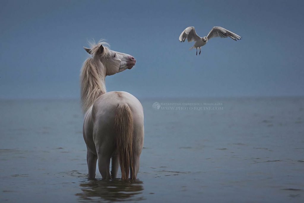 Photo_Equine's tweet photo. Silence before the storm
© Katarzyna Okrzesik-Mikołajek https://t.co/OUtLDr3GYv