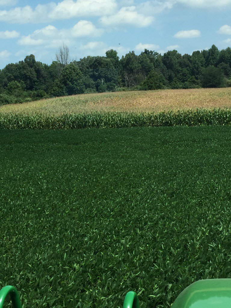 YoungColter's tweet photo. Corn dying from disease #diedownnotdrydownwn #becks @ssk9760 @DantheManHerm @carricrisp https://t.co/MFNZUN2VF3