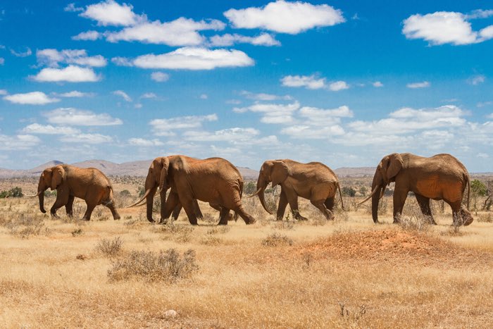 EASafariadvisor's tweet photo. Happy World Elephant Day https://t.co/VjnpfsdOK5