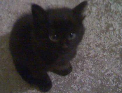 AGabrielle3's tweet photo. #littlelove #cats https://t.co/syq2GdlxRQ