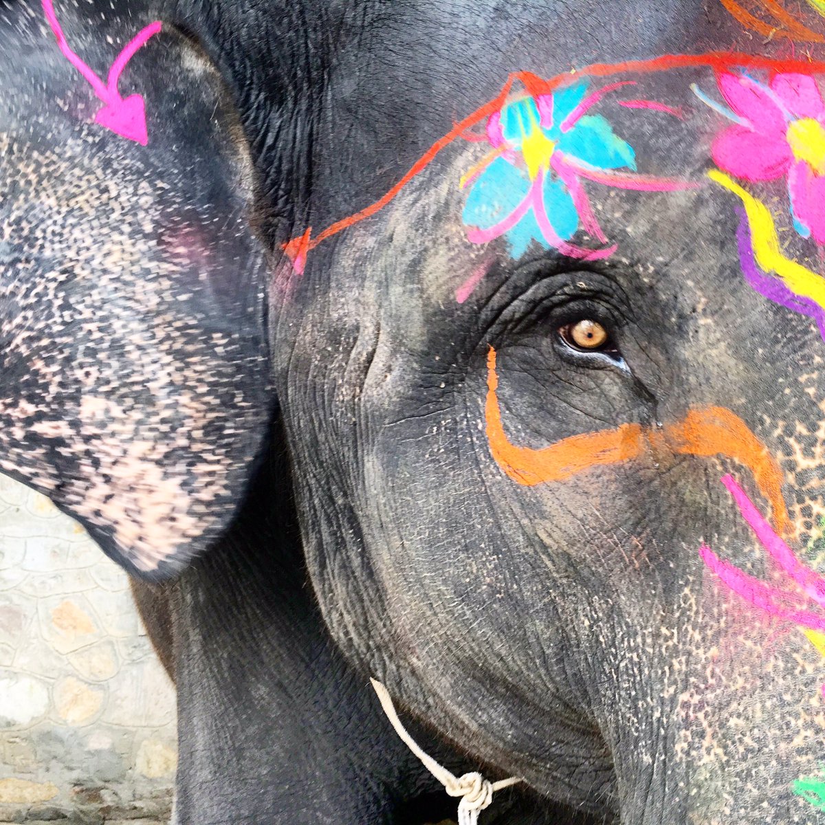 IbnHattuta's tweet photo. "Animals have souls, I've seen it in their eyes" - Life of Pi
#WhileInIndia https://t.co/jmpqB9vEPN