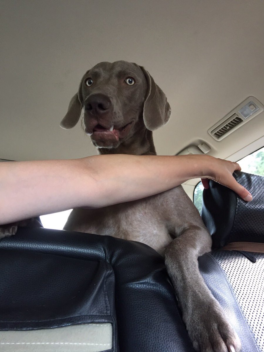 R Dilettante R Twitter