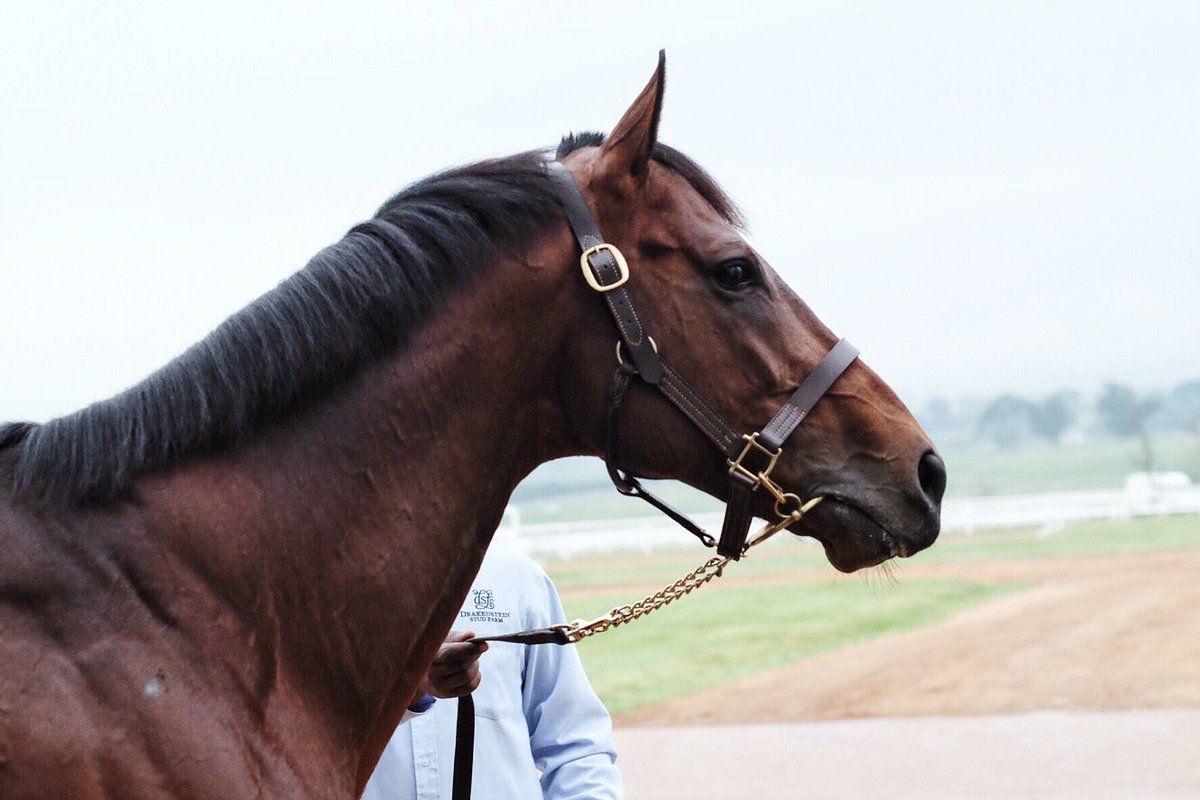 <a href="/legislate_SAf/">Legislate (SAf)</a>'s career as sire starts now. A champion racehorse,quality pedigree &amp; conformation <a href="/DrakensteinStud/">Drakenstein Stud</a>