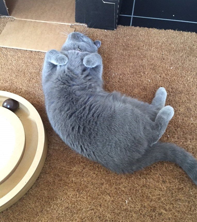 clawdiathecat's tweet image. Posing for #jellybellyfriday but suddenly remembered I hadn't cleaned in-between my toes 😹#catlife@hugo4de