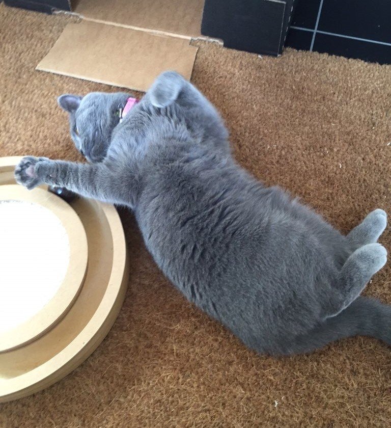 clawdiathecat's tweet image. Posing for #jellybellyfriday but suddenly remembered I hadn't cleaned in-between my toes 😹#catlife@hugo4de