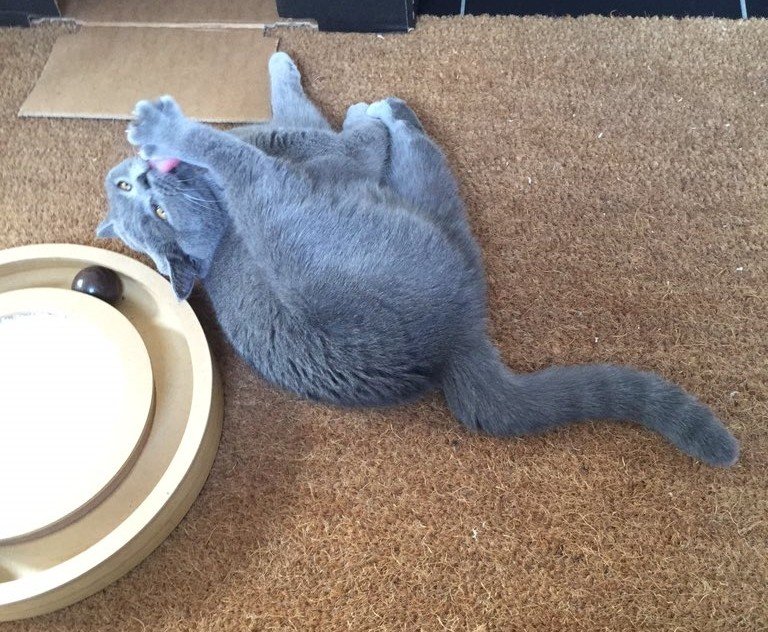 clawdiathecat's tweet image. Posing for #jellybellyfriday but suddenly remembered I hadn't cleaned in-between my toes 😹#catlife@hugo4de