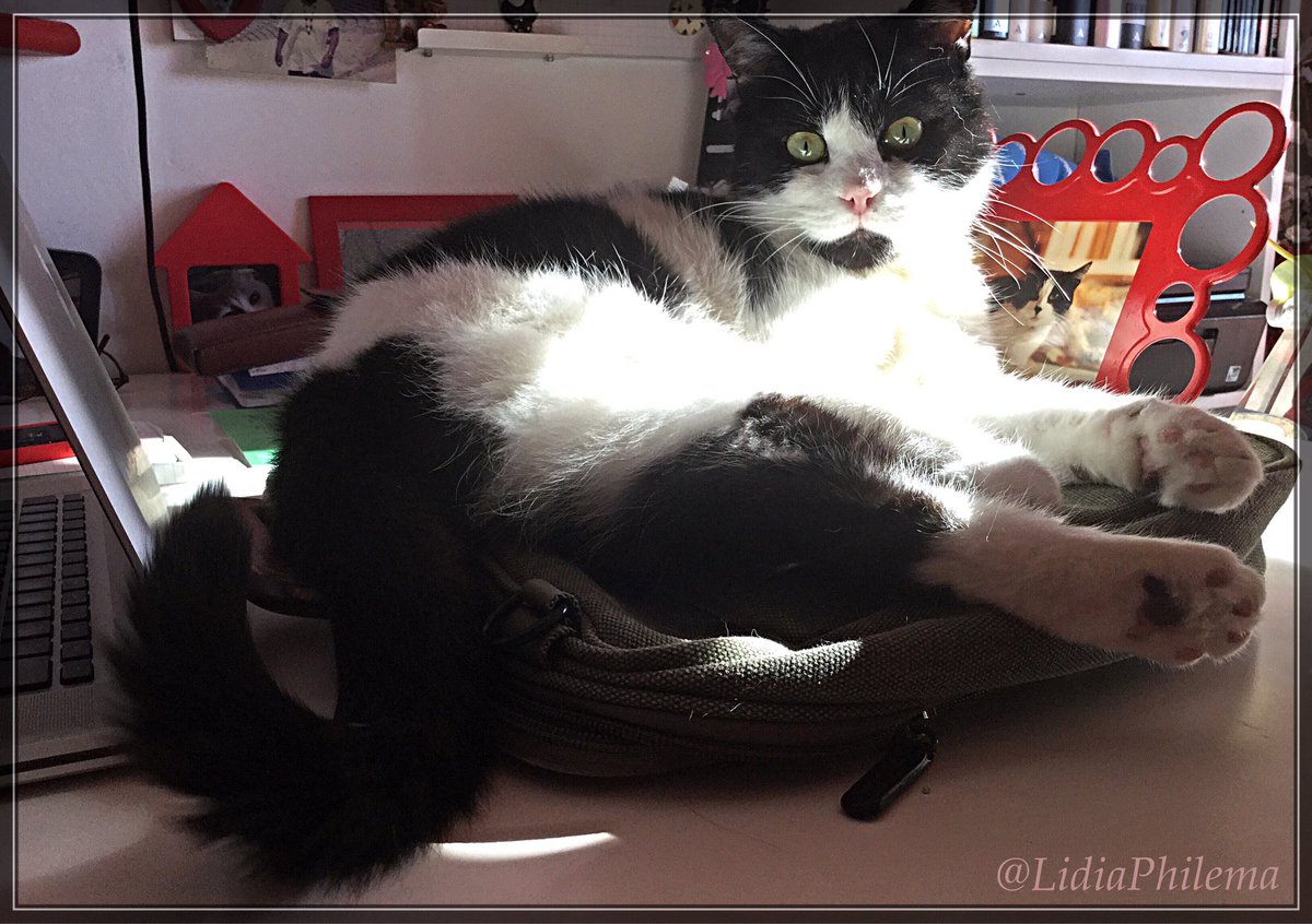 LidiaPhilema's tweet image. A warm Good Meowning from my brand new Meow-assistant working hard as you can see 🙄😳
(he is warming my Mac bag)
