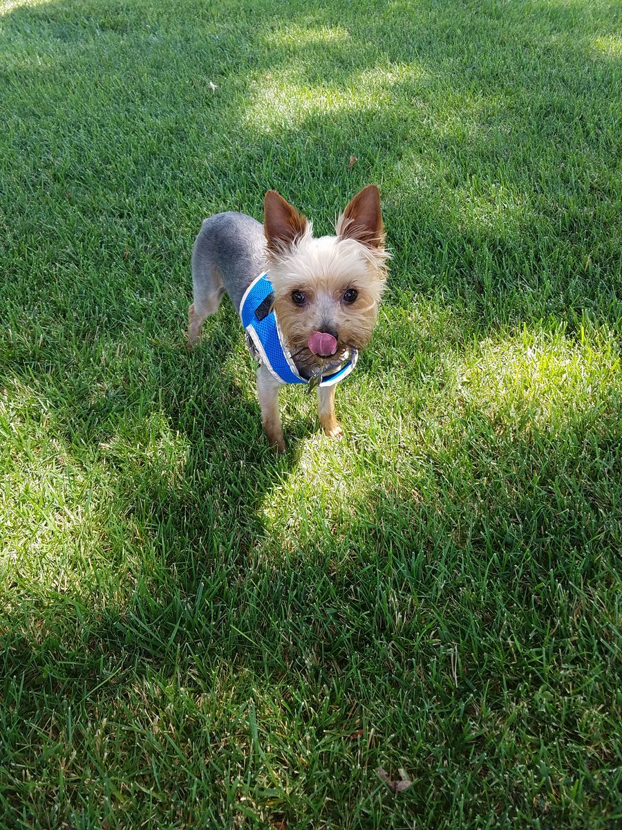 RyderEG's tweet photo. Getting sissy's car washed. Mama brings me so I can get my walk in while waiting. #exercisedog #multitasking https://t.co/RVtL7lwM1Y