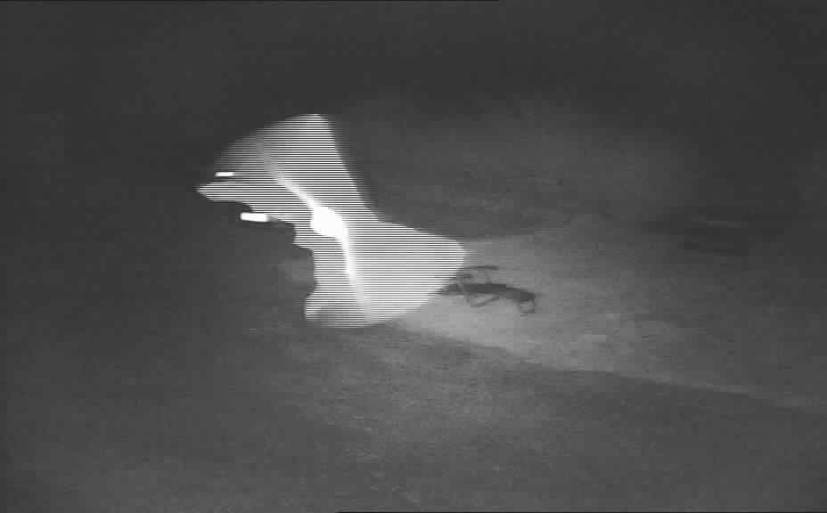 Ffynnonbeuno's tweet photo. Lots of #bats out last night. It was like the beginning of scooby doo cartons from the 70's #batsconservation https://t.co/BnTnRM7Pt6