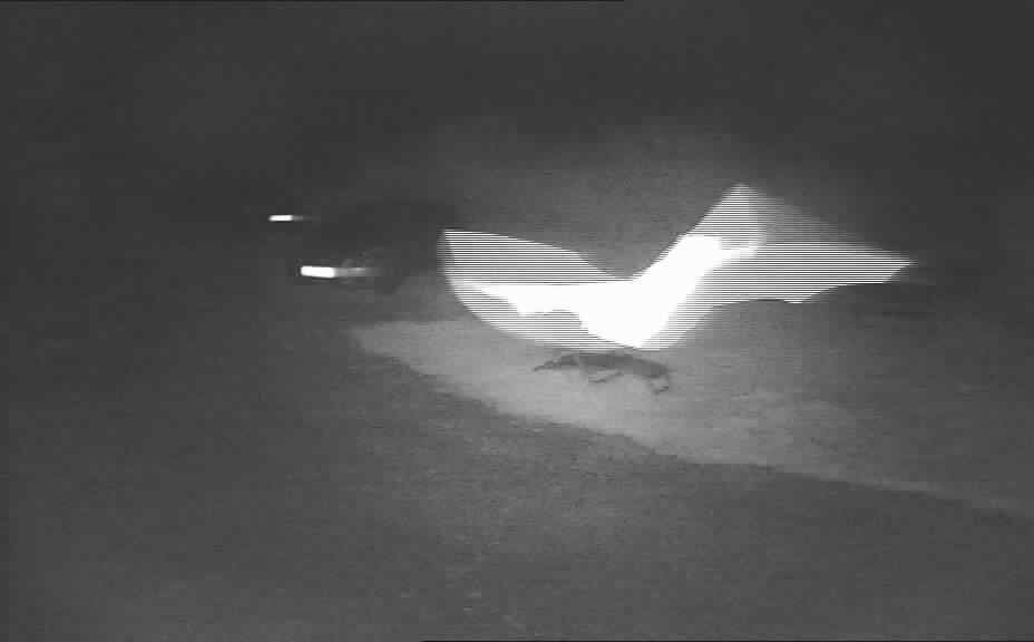 Ffynnonbeuno's tweet photo. Lots of #bats out last night. It was like the beginning of scooby doo cartons from the 70's #batsconservation https://t.co/BnTnRM7Pt6