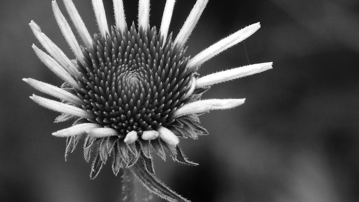 St3v13D's tweet photo. #sommer #sonne #sonnenhut #summer #sun #flower #echinacea https://t.co/4Eo5dnpBFB